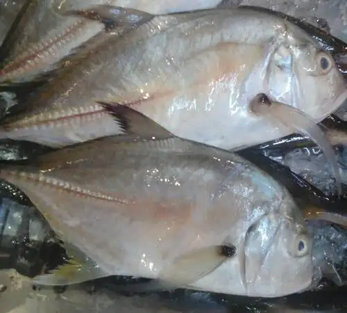 Jual Ikan Bubara Solo 08231-3333-156
