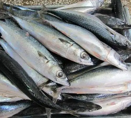 Jual Ikan Layang Sukoharjo 08231-3333-156
