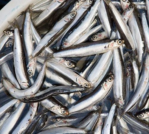 Harga Ikan Teri Solo WA 08231-3333-156